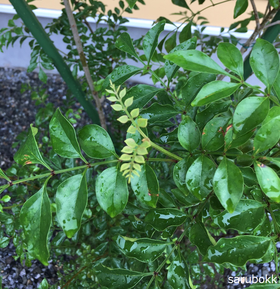 シマトネリコ　地植え