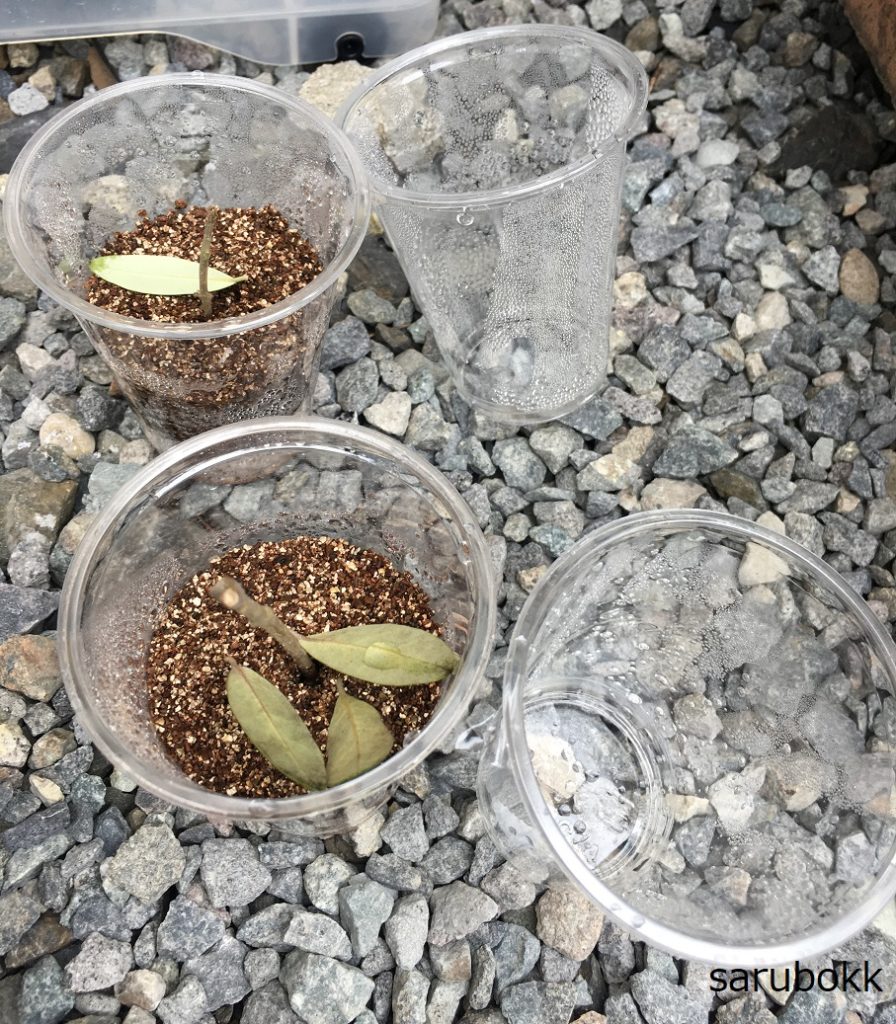 オリーブの挿し木