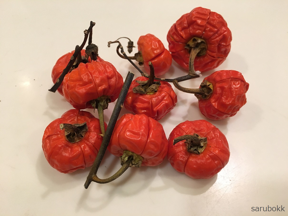 ソラナムパンプキンの発芽 植替え ｓａｒｕｂｏｋｋ サルボック