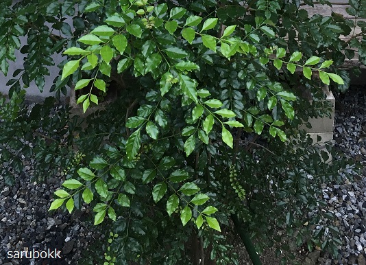 Fraxinus griffithii