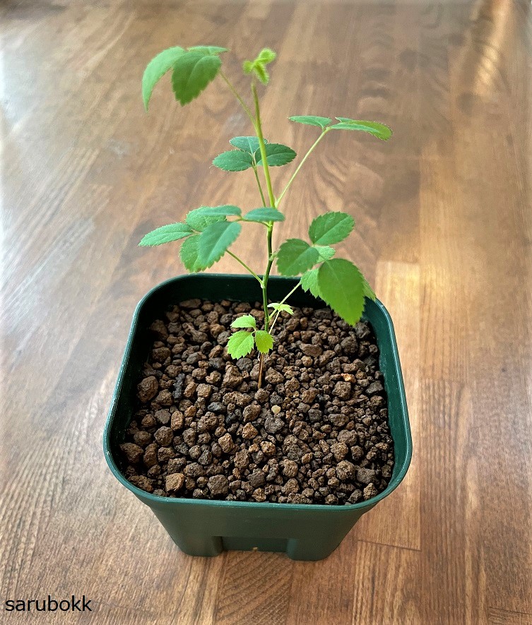 ナンテン 南天 種まきその後 ｓａｒｕｂｏｋｋ サルボック