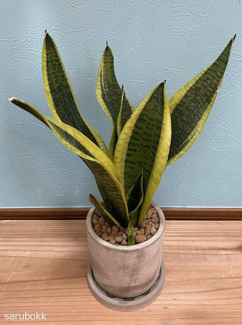 サンセベリア　Sansevieria