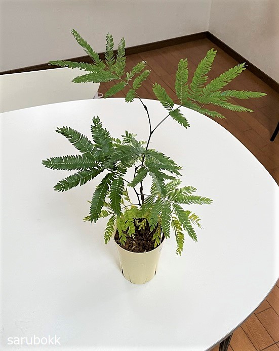 エバーフレッシュは夜 眠ります ｓａｒｕｂｏｋｋ サルボック