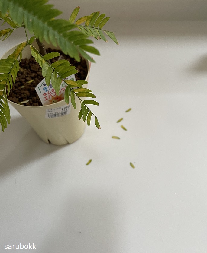 エバーフレッシュは夜 眠ります ｓａｒｕｂｏｋｋ サルボック