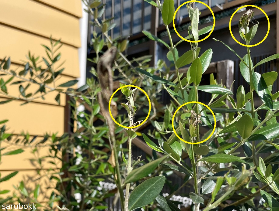 オリーブの樹形を整える ｓａｒｕｂｏｋｋ サルボック