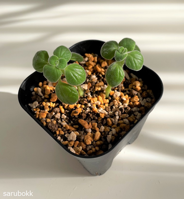 アロマティカスの剪定 ｓａｒｕｂｏｋｋ サルボック