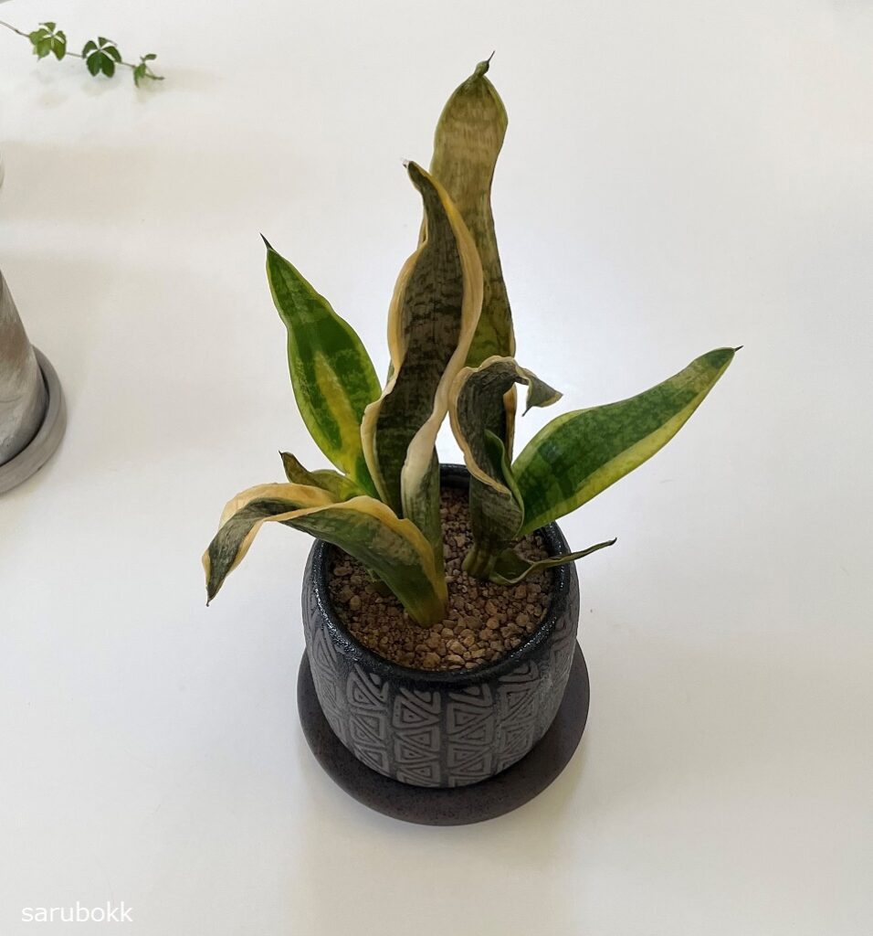 サンセベリア が枯れてしまいました ｓａｒｕｂｏｋｋ サルボック