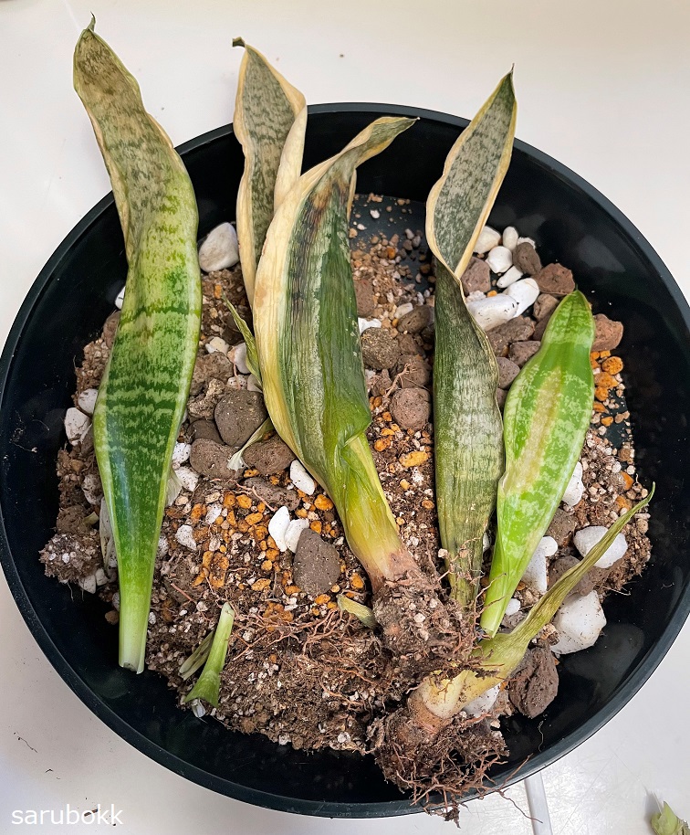 サンセベリア が枯れてしまいました ｓａｒｕｂｏｋｋ サルボック