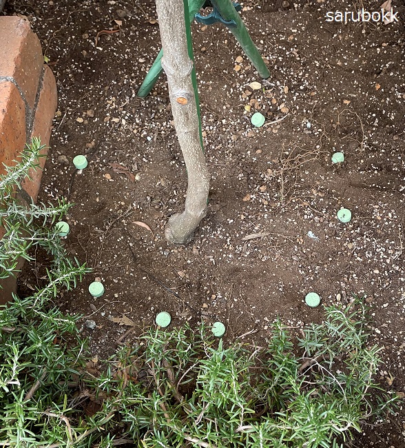 オリーブの土壌