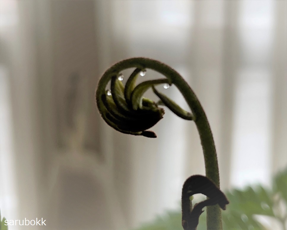 エバーフレッシュにも新芽 ｓａｒｕｂｏｋｋ サルボック