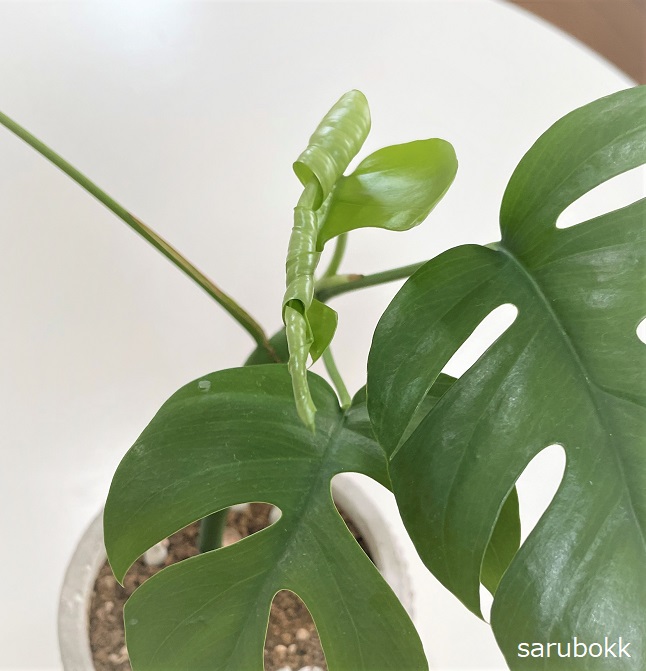 ヒメモンステラも生育期です sarubokk サルボック ヒメモンステラも生育期です sarubokk サルボック