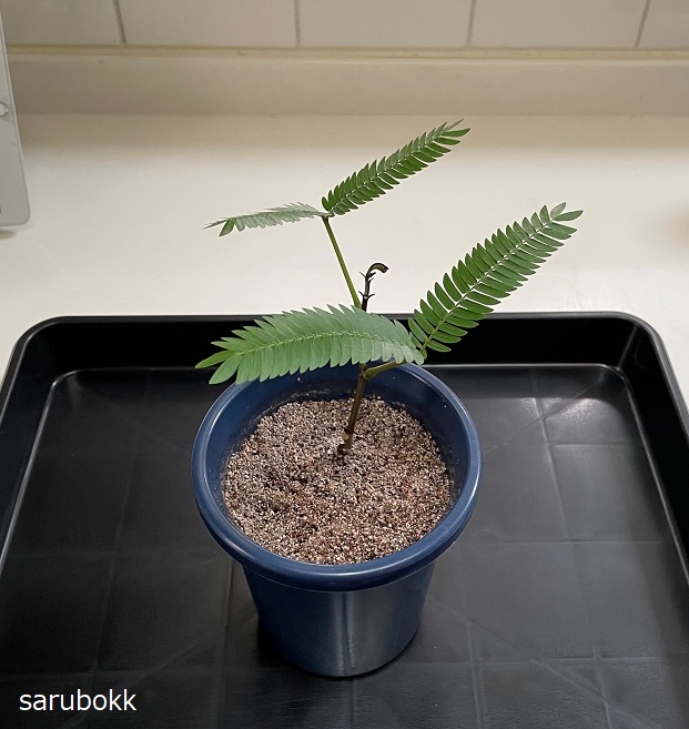 エバーフレッシュの挿し木に成功 ｓａｒｕｂｏｋｋ サルボック