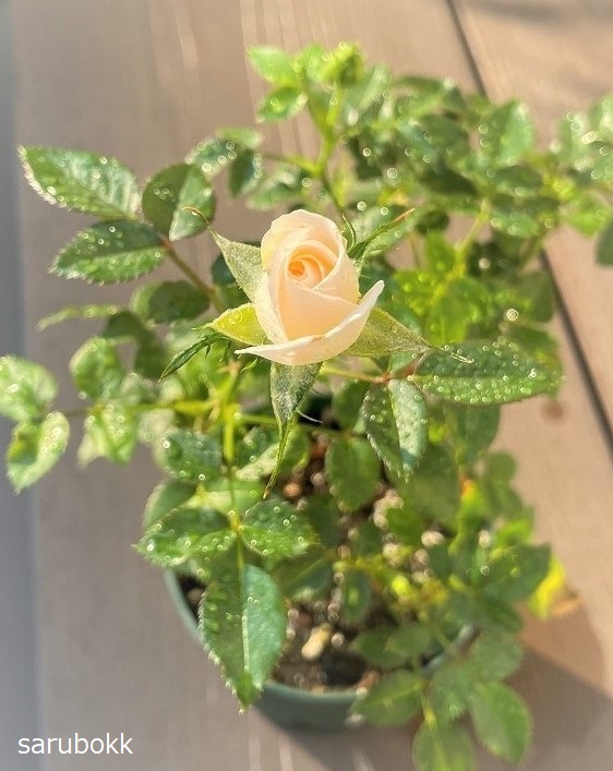 ミニバラにバラ初心者が挑戦 ｓａｒｕｂｏｋｋ サルボック