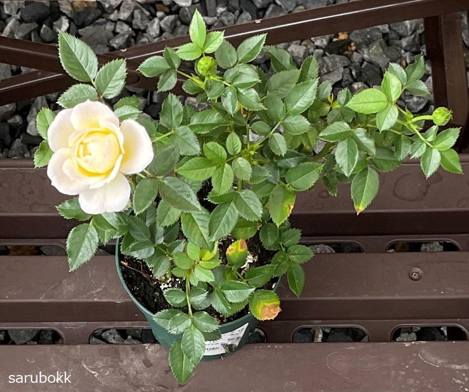ミニバラにバラ初心者が挑戦 ｓａｒｕｂｏｋｋ サルボック