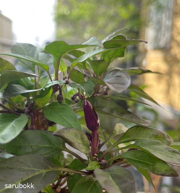 五色唐辛子コンガの色 sarubokk サルボック 五色唐辛子コンガの色 sarubokk サルボック