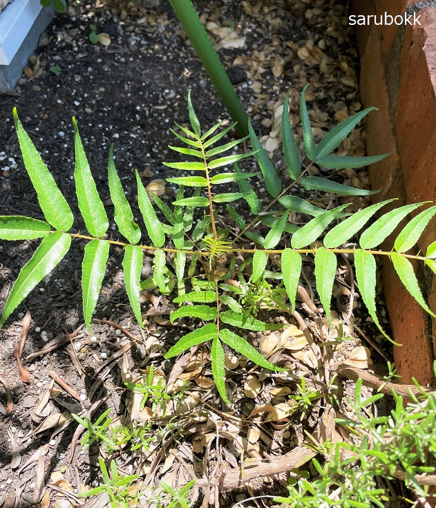 トゲトゲの雑草 ｓａｒｕｂｏｋｋ サルボック