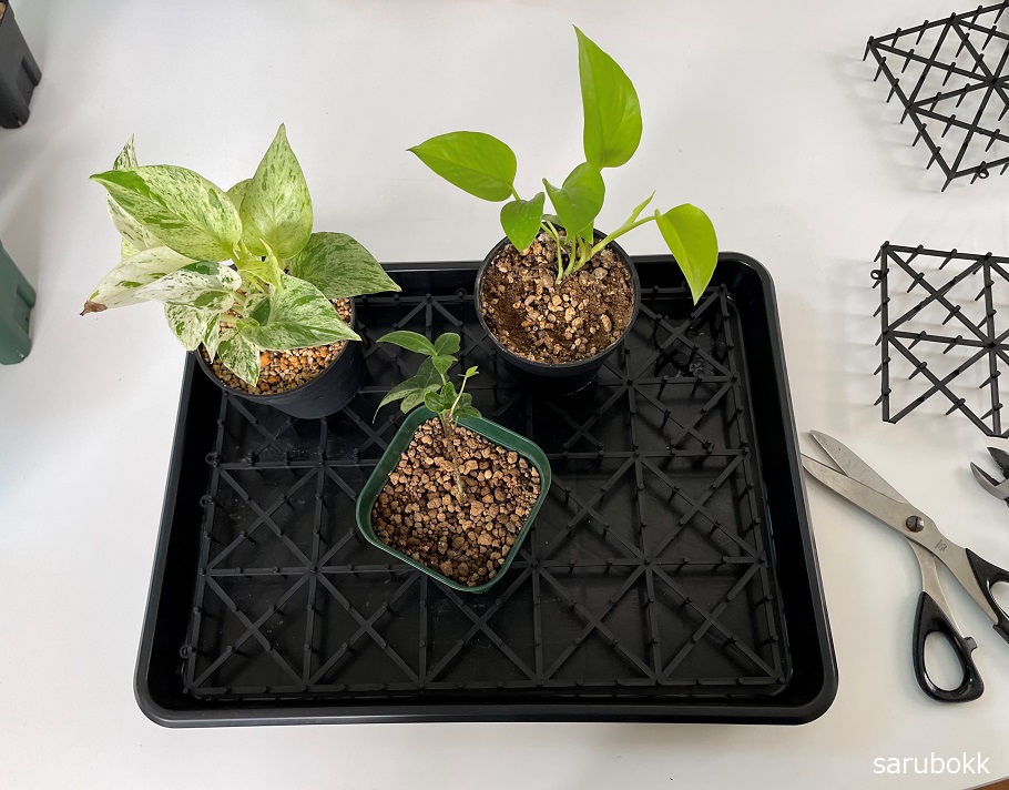 観葉植物のトレーに水切りを