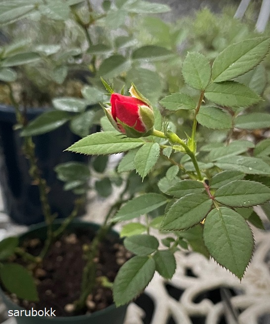 ミニバラが増えてきる sarubokk サルボック ミニバラが増えてきる sarubokk サルボック