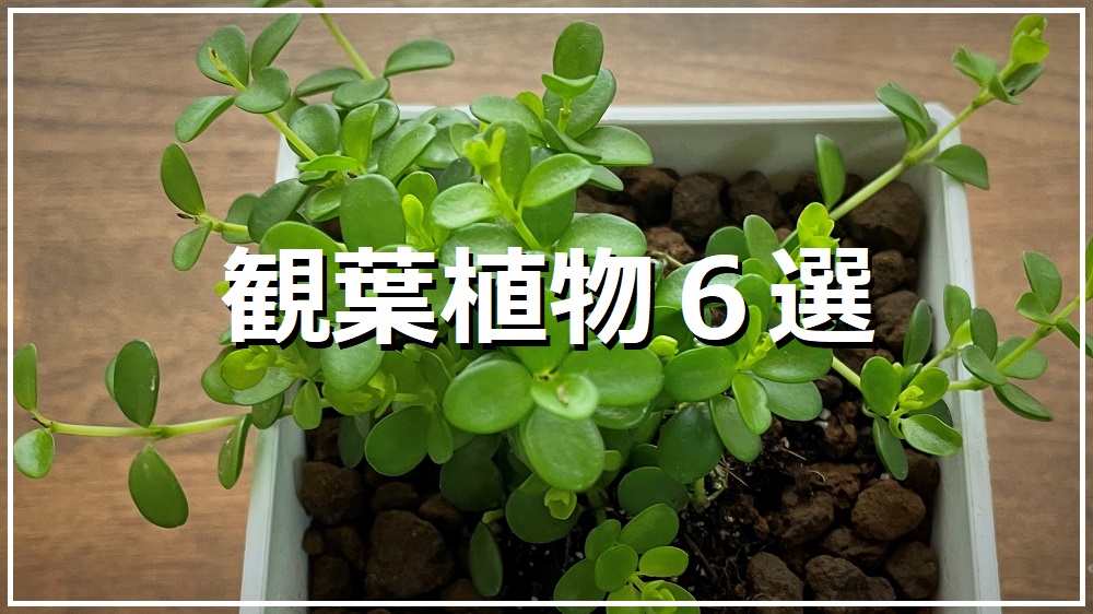 観葉植物