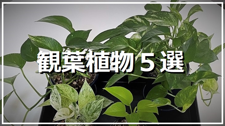 観葉植物５選