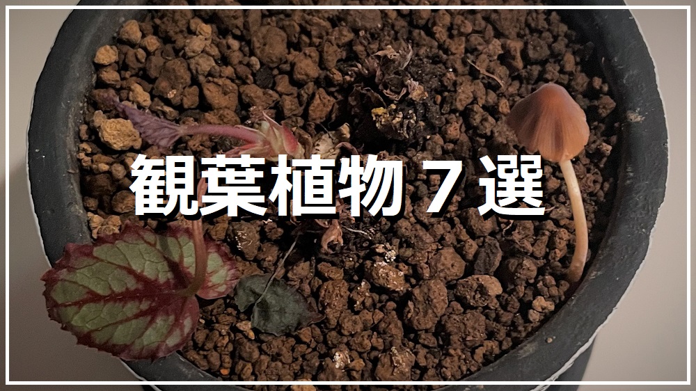 観葉植物７選