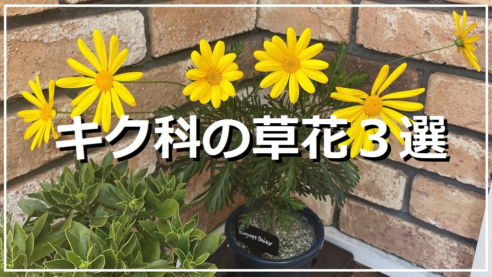 キク科の草花３選