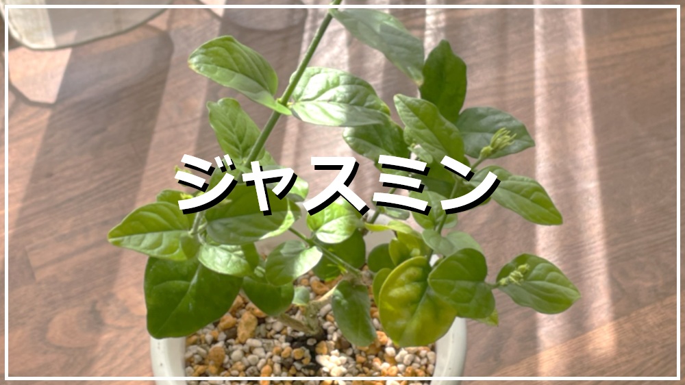 ジャスミン