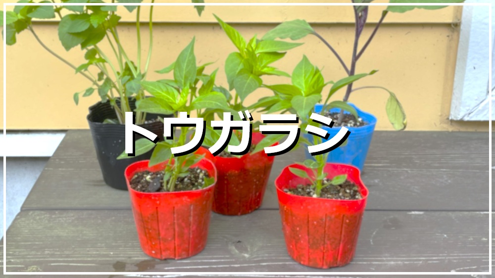 トウガラシ