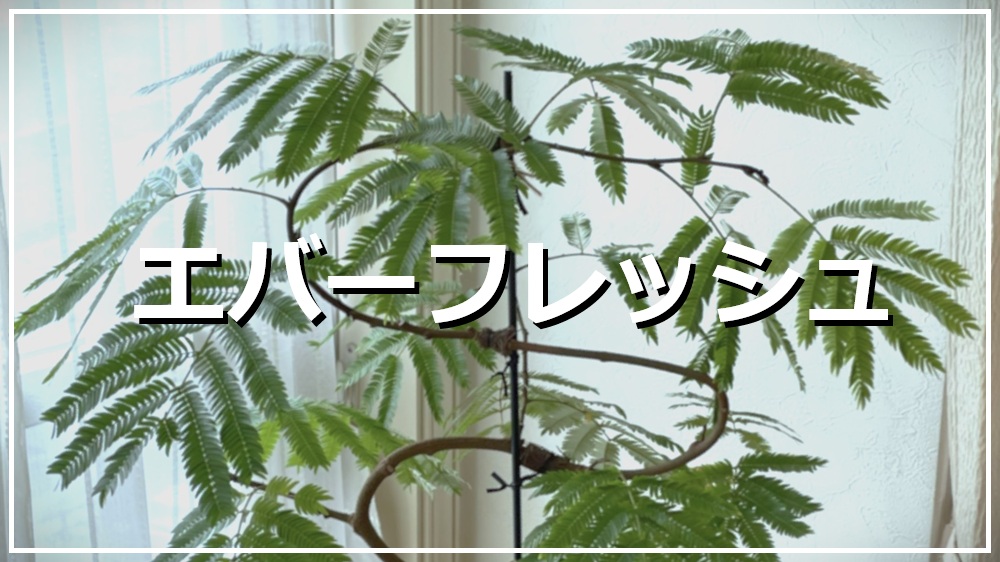 エバーフレッシュ