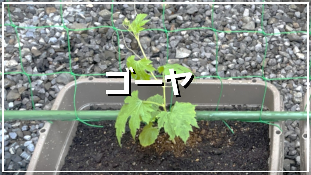 ゴーヤ