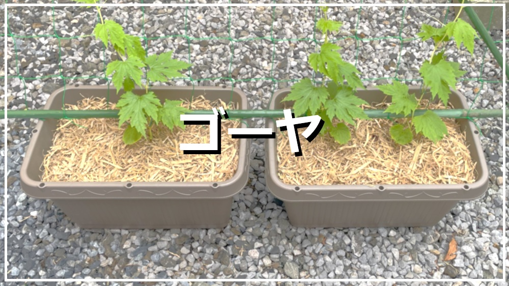 ゴーヤ