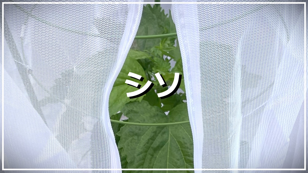 シソ