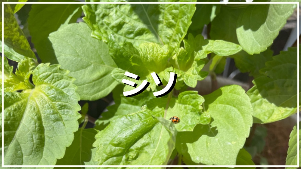 シソ