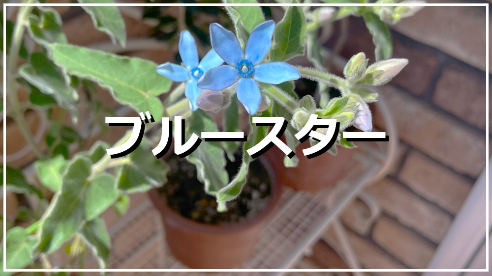 ブルースター