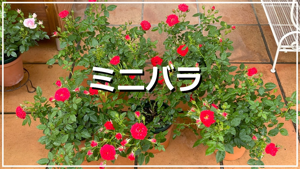 ミニバラ