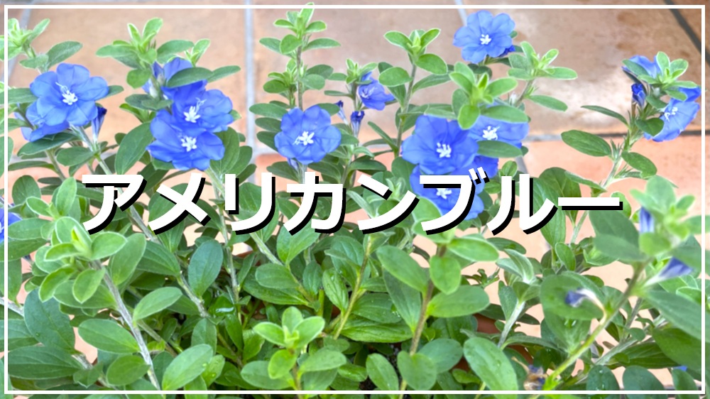 アメリカンブルー