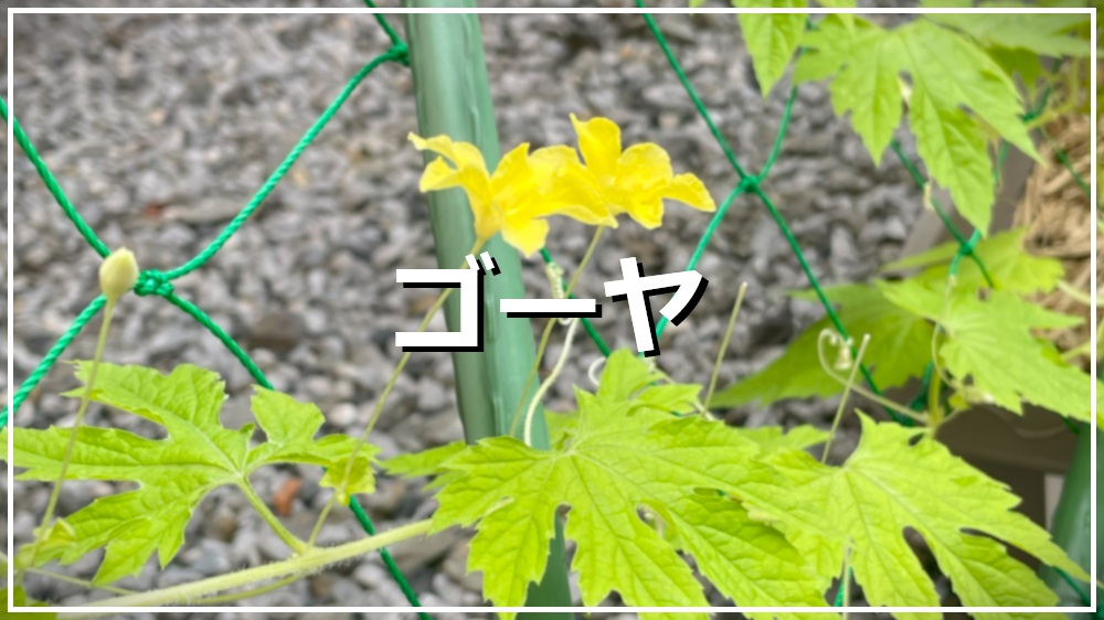 ゴーヤ