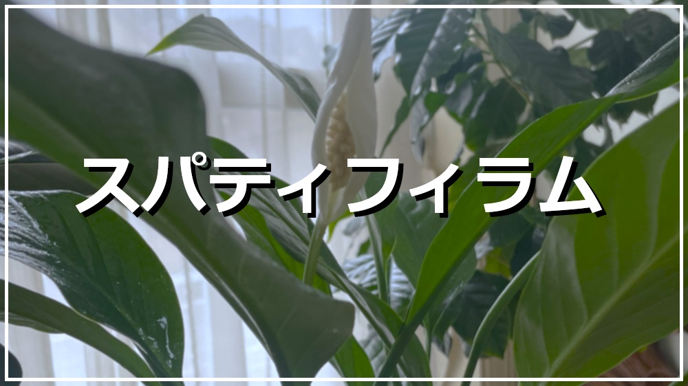スパティフィラム