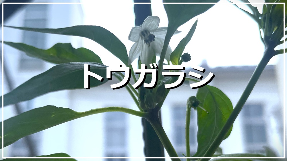 トウガラシ