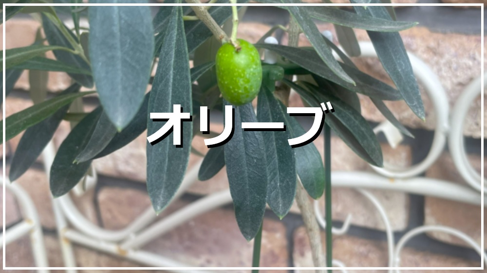 オリーブ