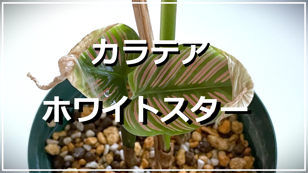 カラテア・ホワイトスター