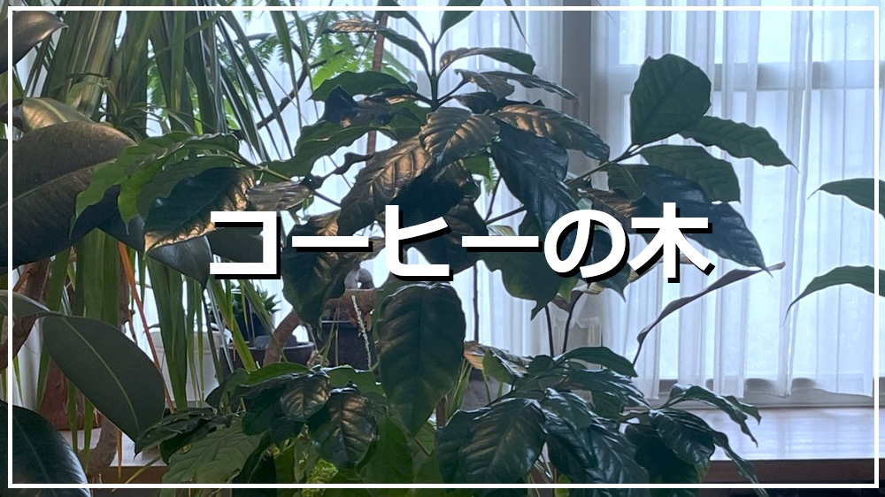 コーヒーの木