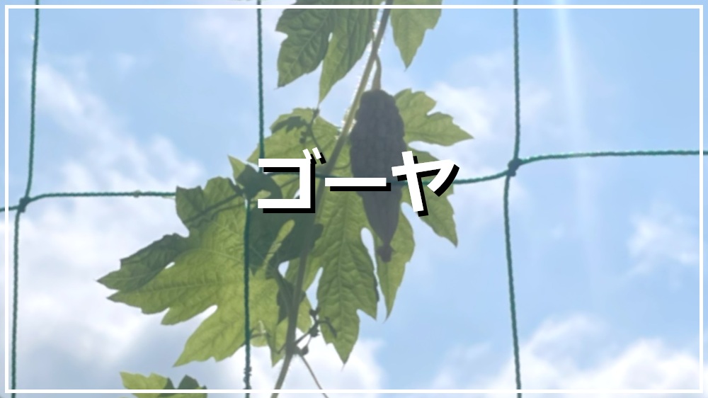 ゴーヤ