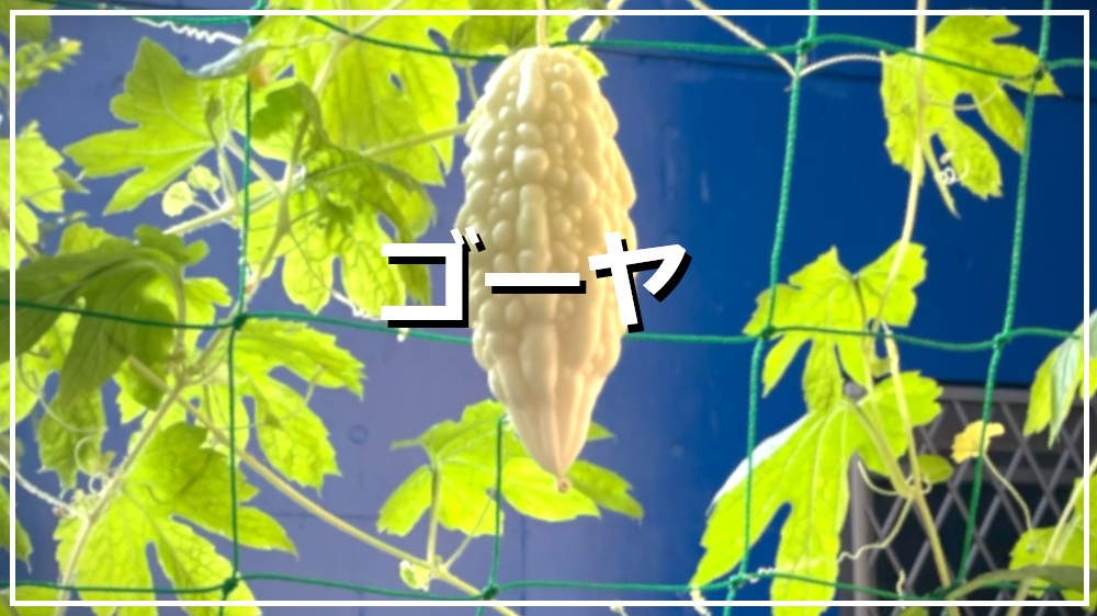 ゴーヤ