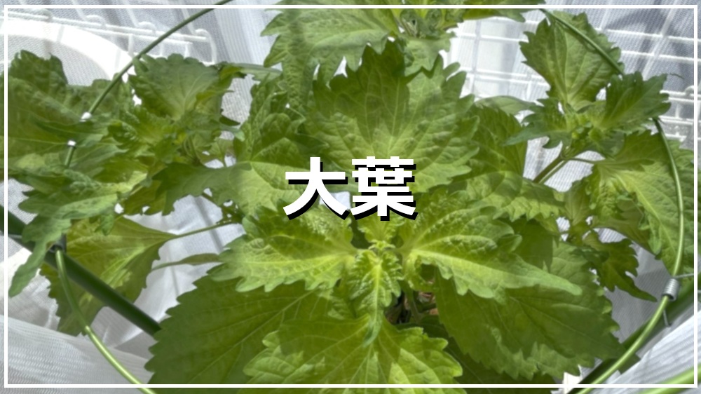 大葉