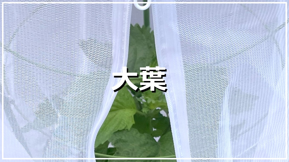 大葉