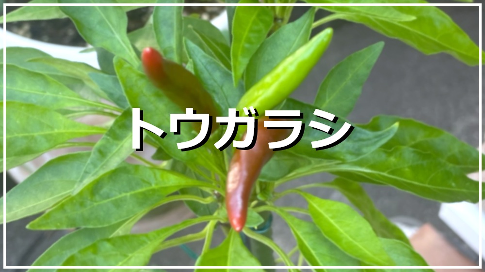 トウガラシ
