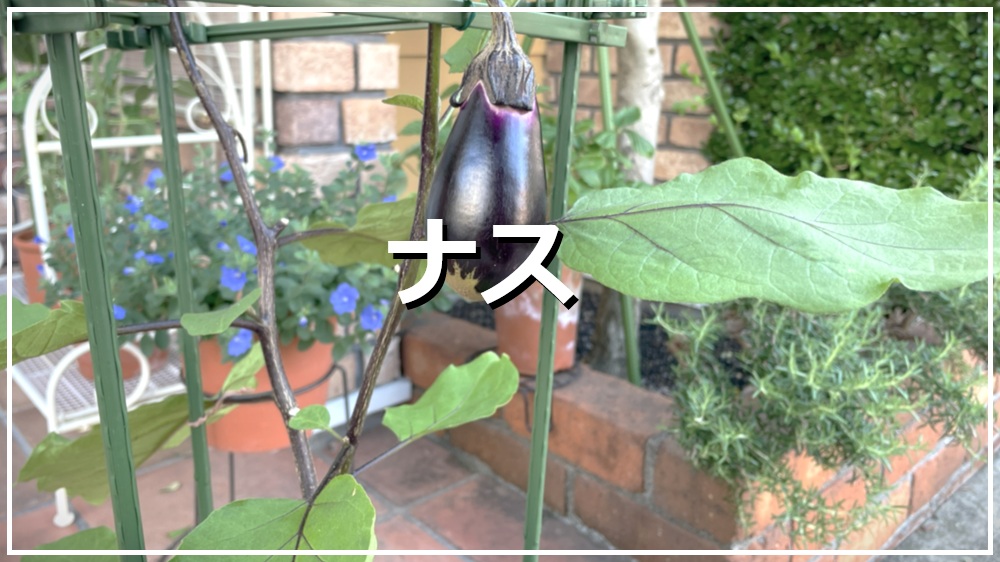 ナス