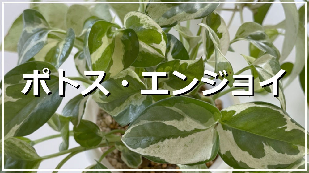ポトス・エンジョイ
