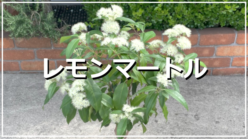 レモンマートル